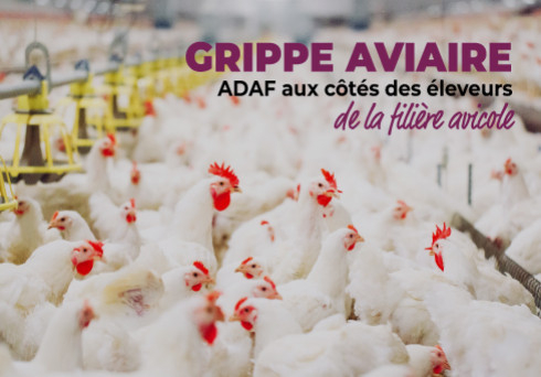Grippe aviaire, ADAF aux côtés des éleveurs de la filière avicole